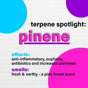 pinene spotlight